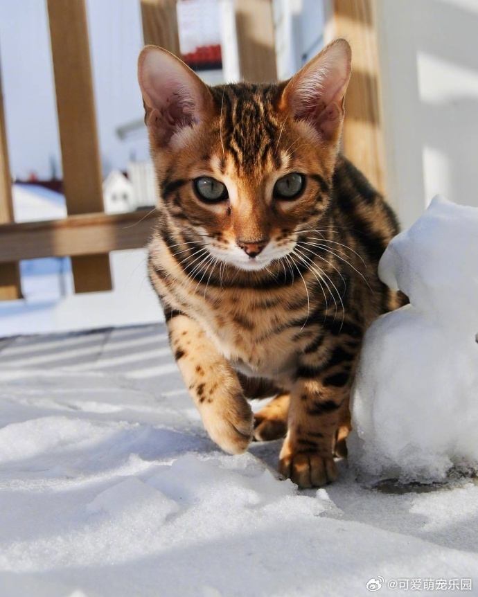 我与幸福的距离就差这只猫了,孟加拉豹猫简直就是猫中的王子!