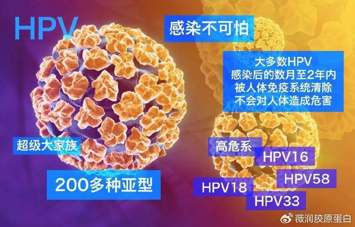 16,18,31,33,35,39,45,51,52,56,58,59,66和68)和低危型(如hpv 6,11