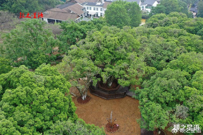 最佳赏桂地：中国最大古桂群，桂花树王香最浓