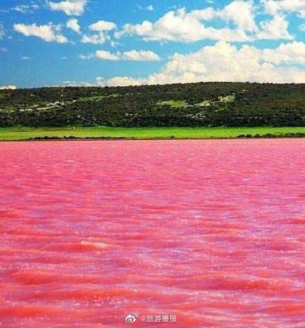 澳大利亚希勒湖 粉色海洋