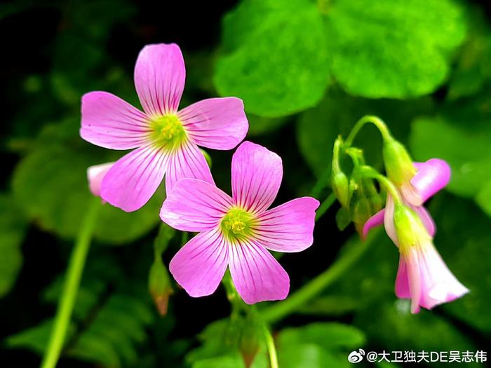 清明踏青  花城野花