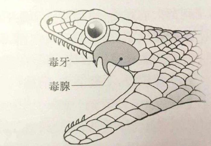 那这是怎么回事?生吞蛇胆,饮蛇胆酒有多可怕?