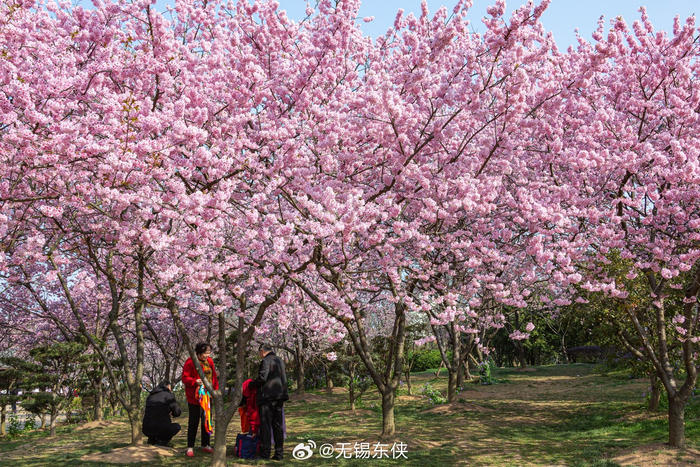今日的太湖鼋头渚樱花谷灿若云霞