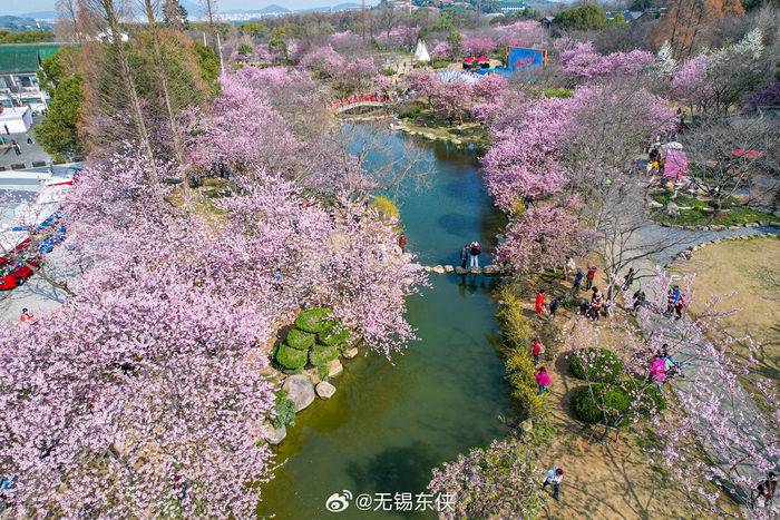 在水一方太湖鼋头渚樱花谷有了水而灵动