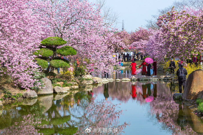 在水一方,太湖鼋头渚樱花谷有了水而灵动
