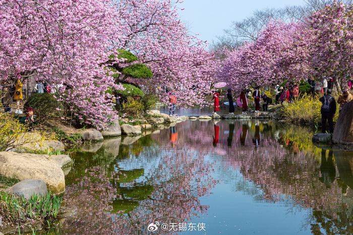 无锡鼋头渚樱花林图片