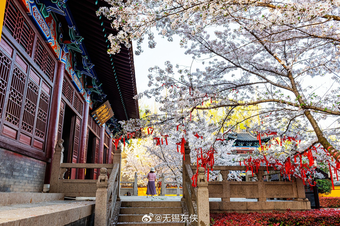 无意闯入水浒城大相国寺黄墙粉樱让我迷失了这也太美了吧