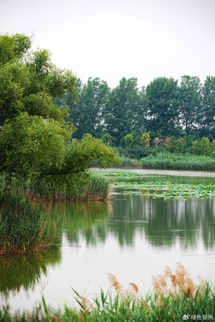 林荫花海,长河落日,郑州最北端的绝美风景