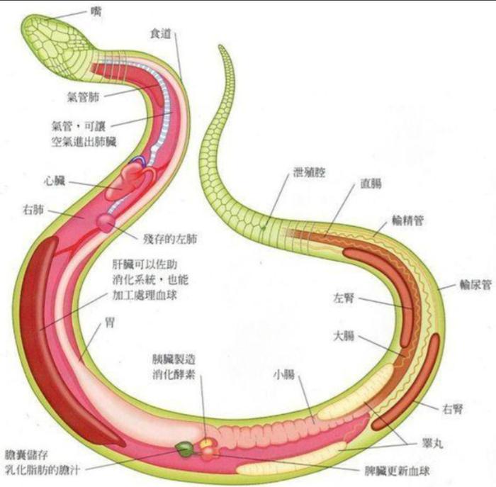 那这是怎么回事?生吞蛇胆,饮蛇胆酒有多可怕?