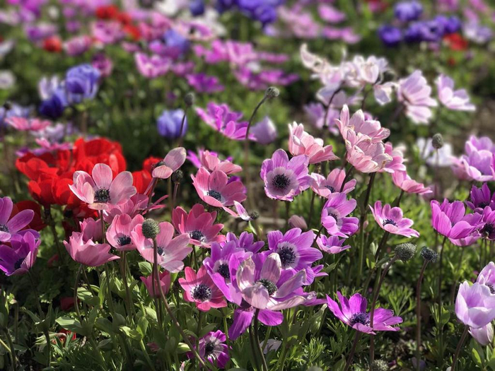 花草|龙胆花|花朵_新浪新闻