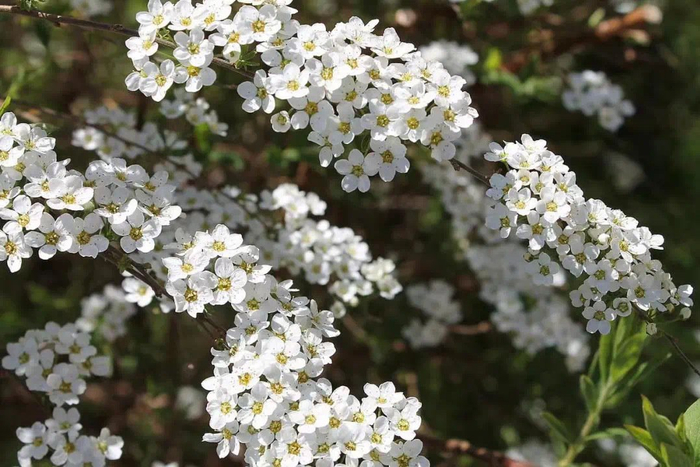 喷雪花雪柳,万朵齐开如云如雾如雪如瀑