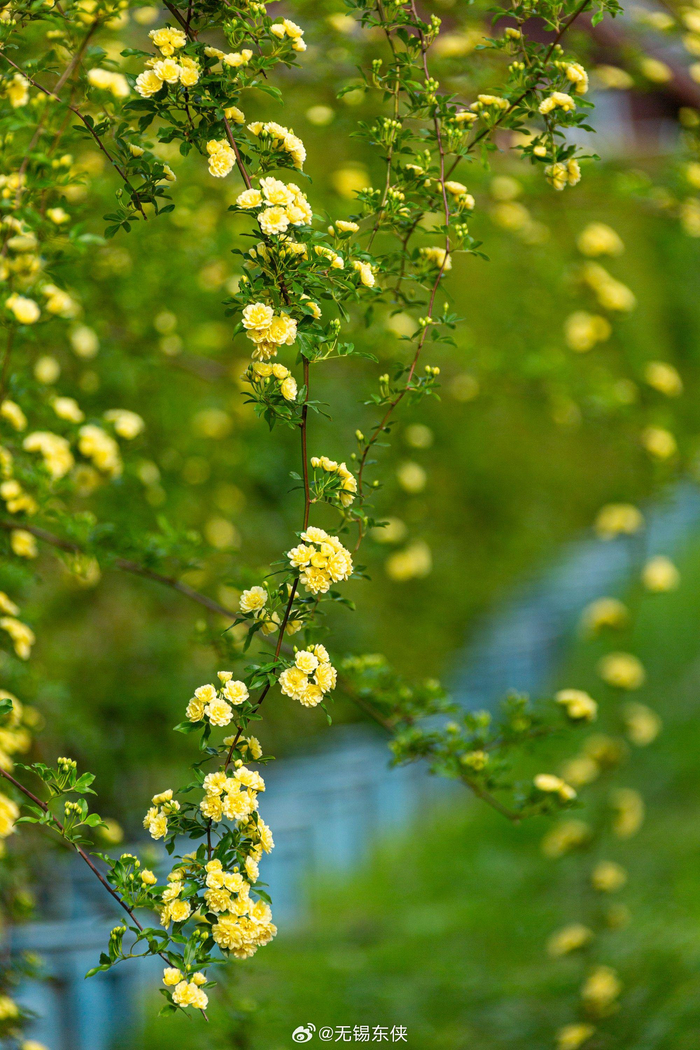 又见花星球的木香花开那长长的花朵尤如瀑布一般倾泻而下壮观而又优雅