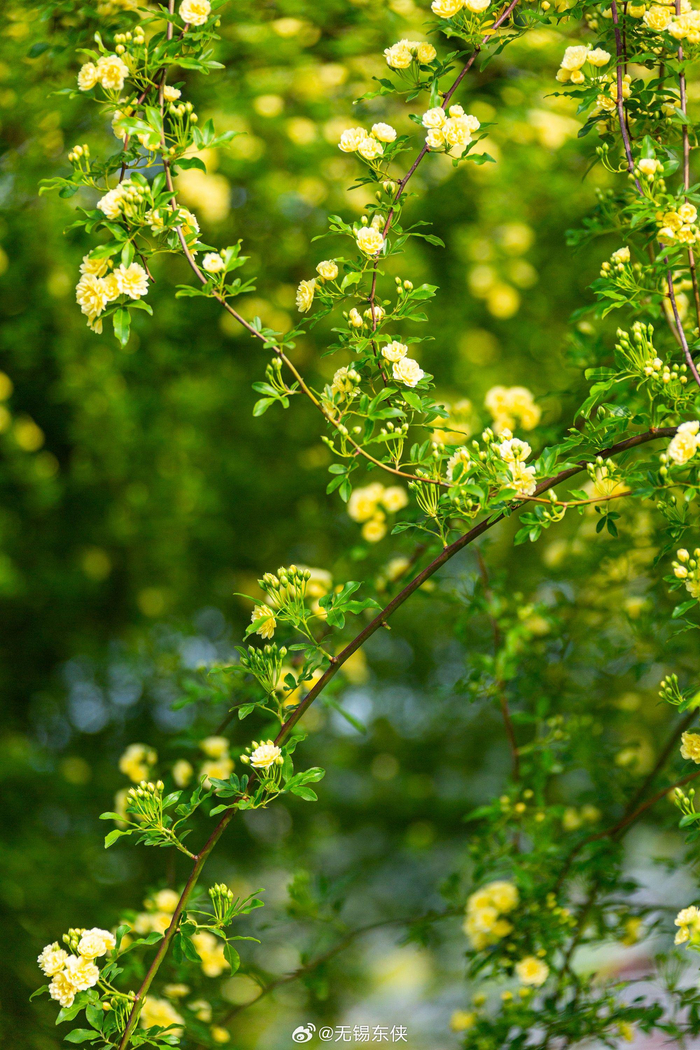 又见花星球的木香花开那长长的花朵尤如瀑布一般倾泻而下壮观而又优雅