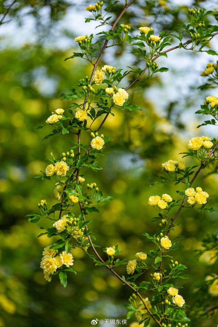 又见花星球的木香花开那长长的花朵尤如瀑布一般倾泻而下壮观而又优雅