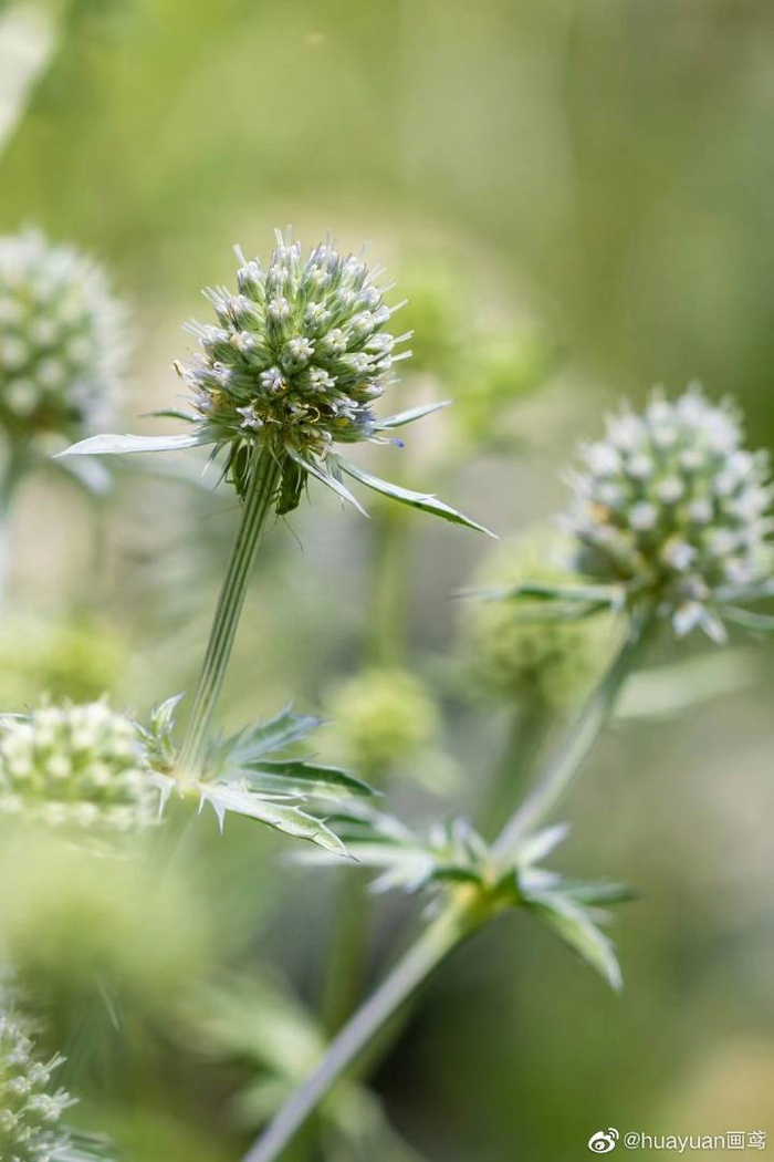 花解语—扁叶刺芹|叶刺|卵形|花语_新浪新闻