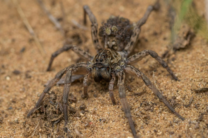 狼蛛hogna baltimoriana和它宝宝 kevin wiener拍摄于印第安纳州