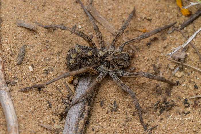 狼蛛hogna baltimoriana和它宝宝 kevin wiener拍摄于印第安纳州