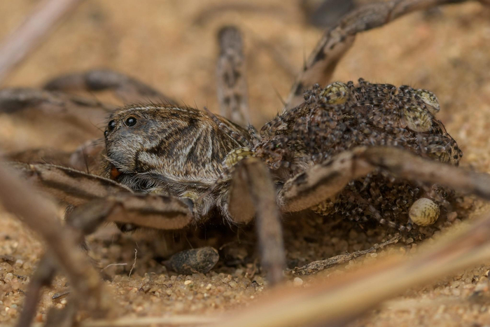 狼蛛hogna baltimoriana和它宝宝 kevin wiener拍摄于印第安纳州