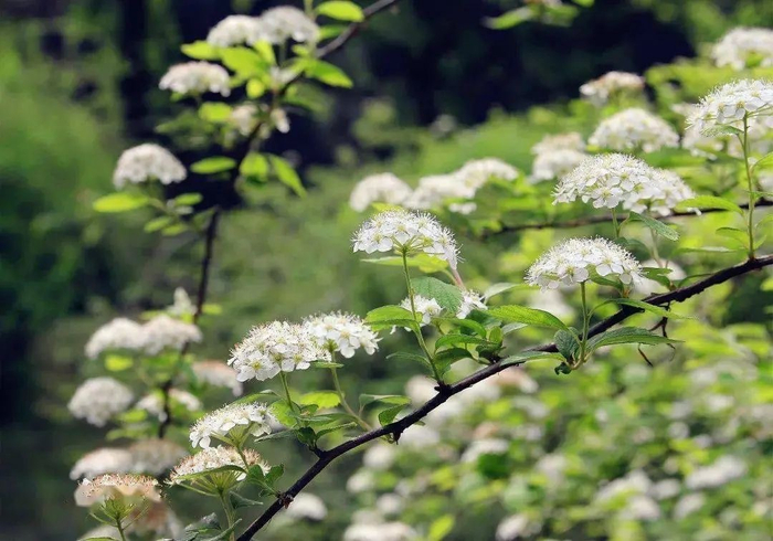 喷雪花雪柳万朵齐开如云如雾如雪如瀑