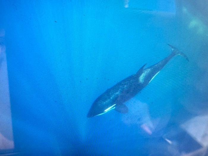 紫罗兰虎鲸图片