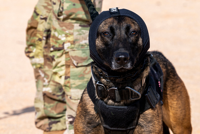 第378远征安全部队k9中队训练军用工作犬米尔科|苏尔坦|美国空军|王子