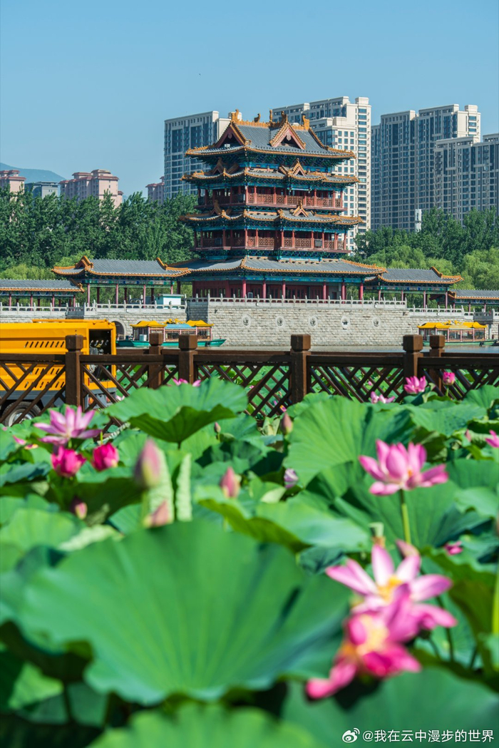临汾汾河公园,荷花盛开