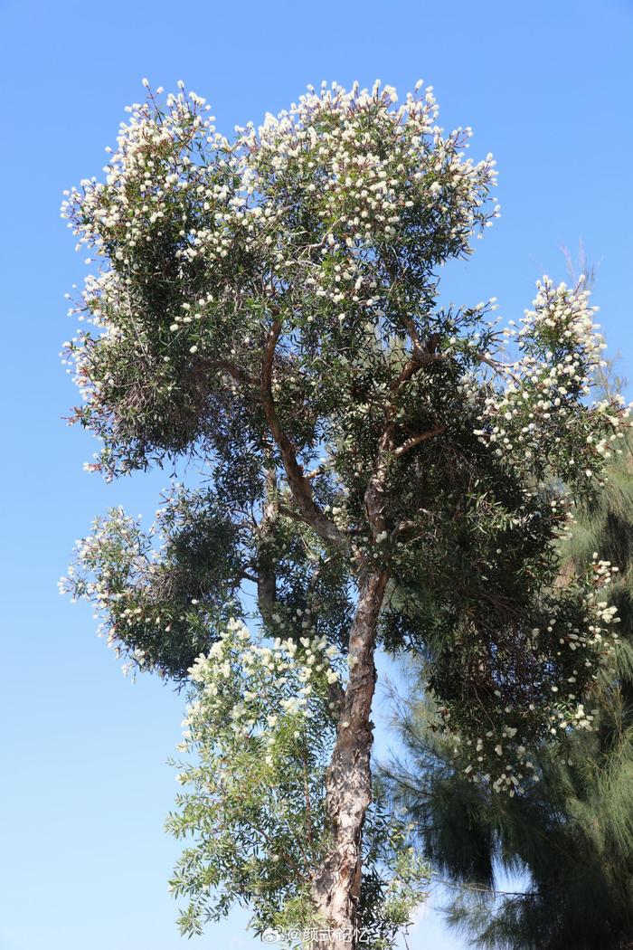 白千层花语图片