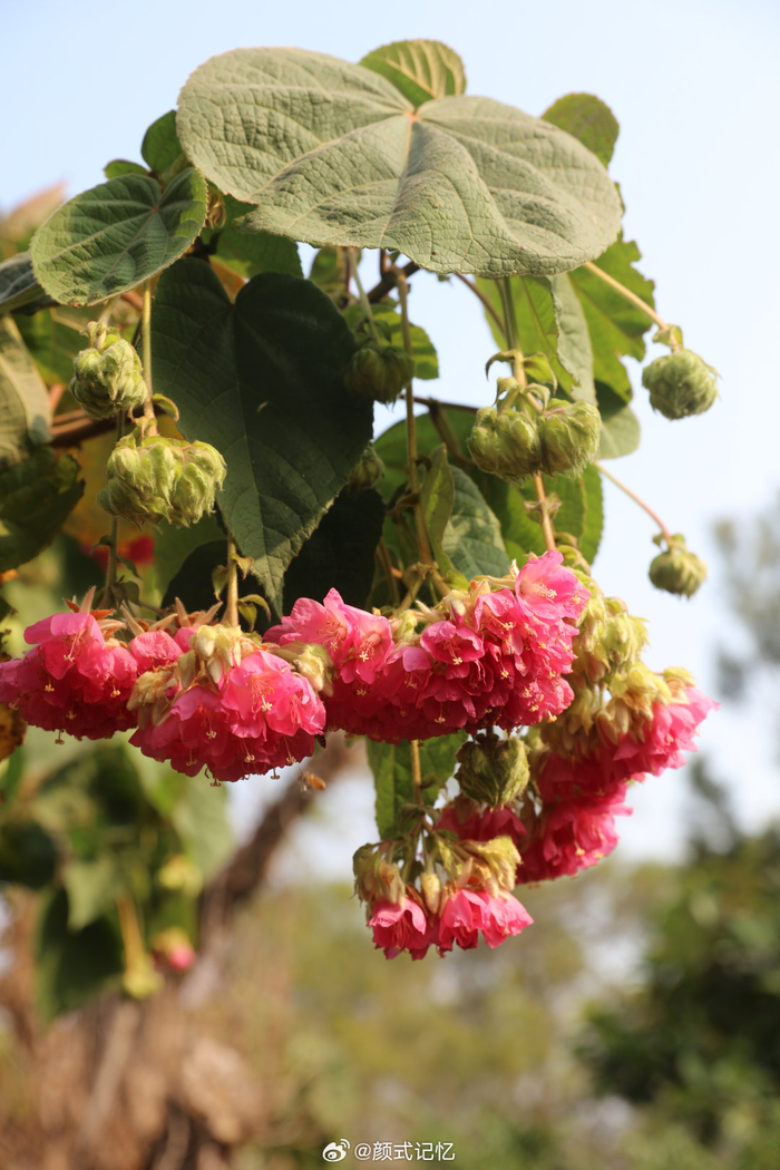 平凡中的高洁 纤细之美(冬月竟艳,灿烂奔放)一一非洲芙蓉花