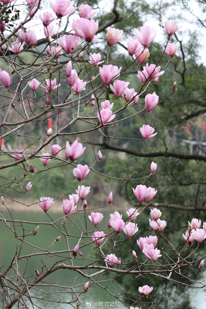 繁花树树 芳香艳美一一二乔玉兰灿烂奔放