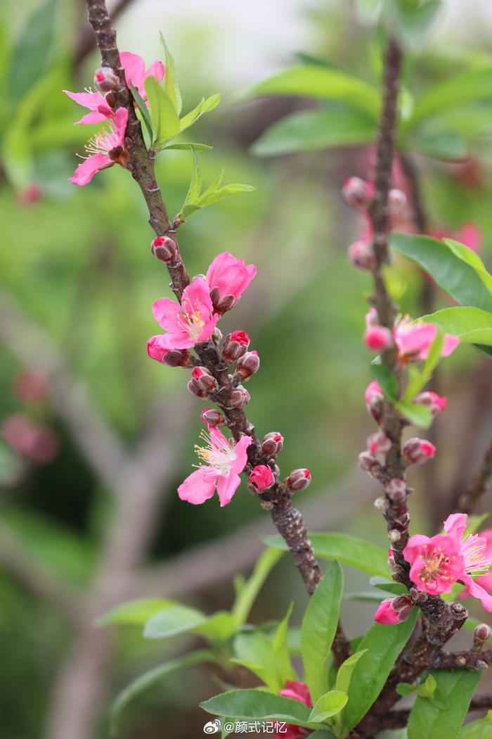 绿满枝 花艳红一一桃花