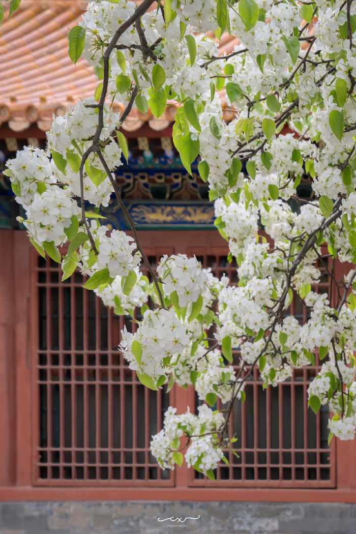 寿康宫,梨花白, 99北京故宫 摄影