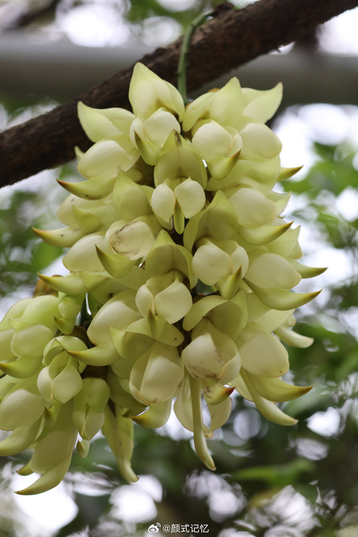 快乐,欢快,脱俗的爱(老茎悬花,吊挂成串)一一禾雀花欢快奔放
