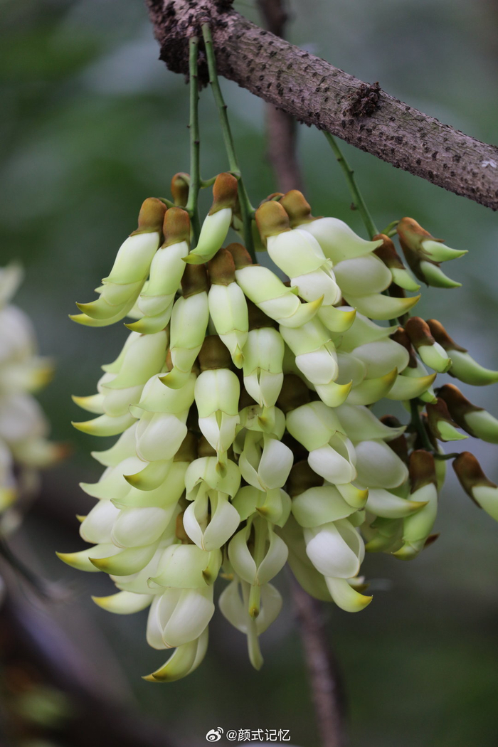 快乐,欢快,脱俗的爱(老茎悬花,吊挂成串)一一禾雀花欢快奔放