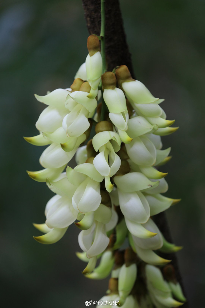 快乐,欢快,脱俗的爱(老茎悬花,吊挂成串)一一禾雀花欢快奔放