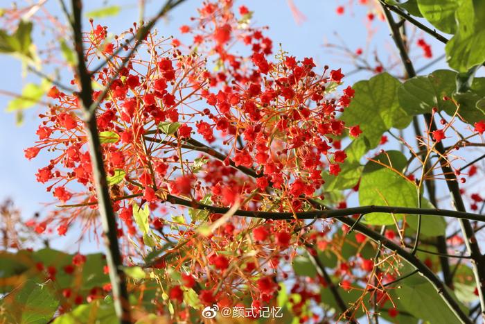 花色红艳 株形美观一一澳洲火焰木花开了(槭叶萍婆,火焰酒瓶树,槭叶瓶