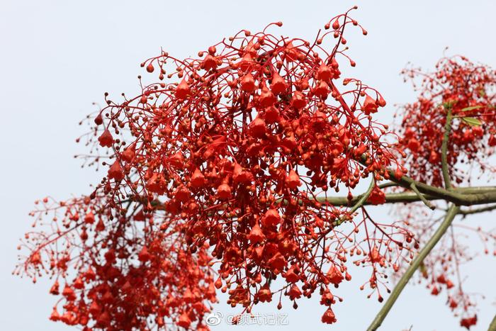 花色红艳株形美观一一澳洲火焰木花开了槭叶萍婆火焰酒瓶树槭叶瓶干树