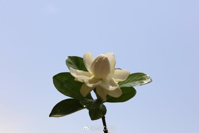 玉荷花栀子花品种图片