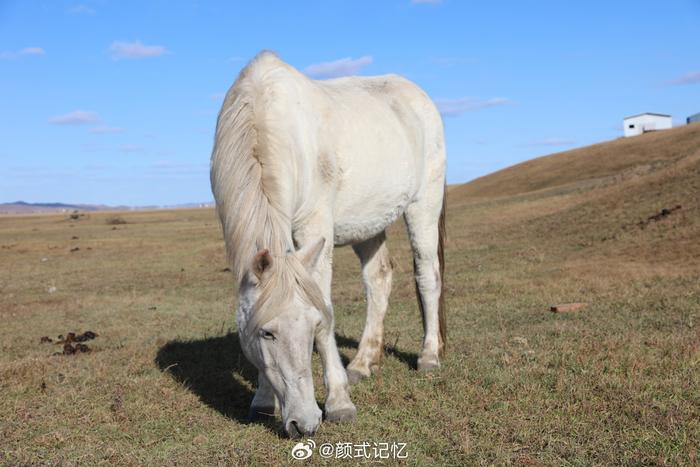 草原 追马一一白马 游内蒙古呼伦贝尔大草原观光拍摄