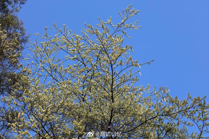 山鸡椒开花图片图片