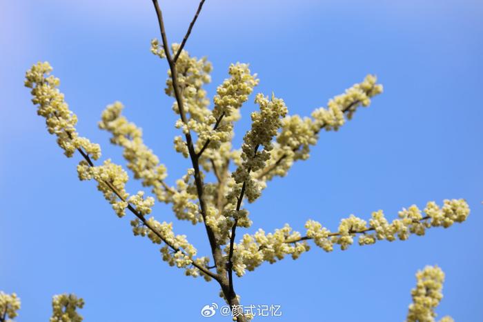 野花争春一一山鸡椒(木香子,木姜子,过山香,山胡椒)花烂漫