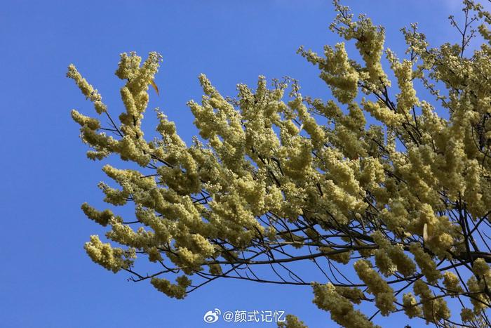 野花争春一一山鸡椒(木香子,木姜子,过山香,山胡椒)花烂漫