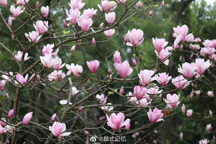 繁花树树 芳香艳美一一二乔玉兰灿烂奔放