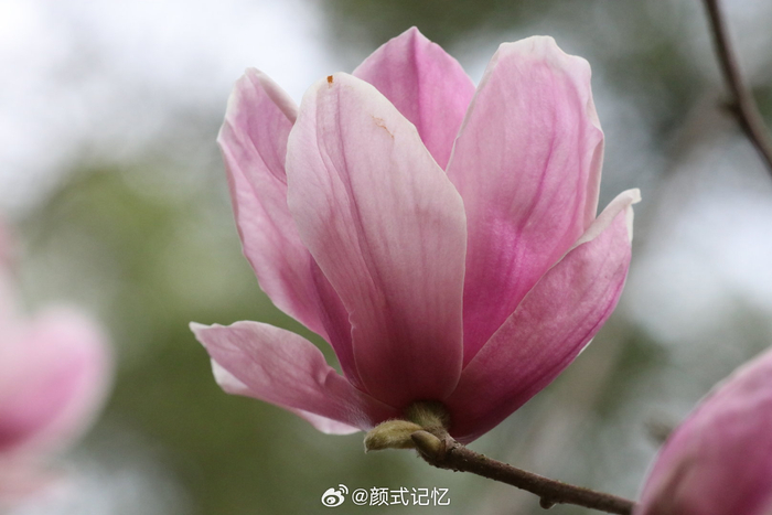繁花树树芳香艳美一一二乔玉兰灿烂奔放