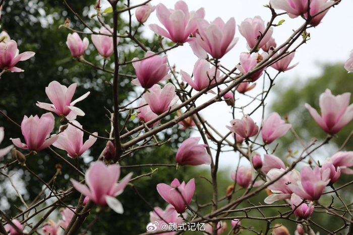繁花树树 芳香艳美一一二乔玉兰灿烂奔放……__财经头条