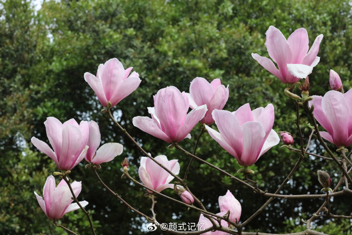 繁花树树 芳香艳美一一二乔玉兰灿烂奔放……__财经头条