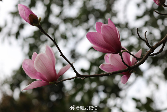 繁花树树芳香艳美一一二乔玉兰灿烂奔放