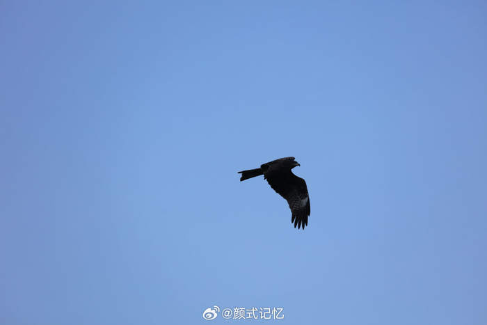 海鹰?)一一维港任飞翔.游香港,香港中环维港海傍赏景,观鸟拍摄.