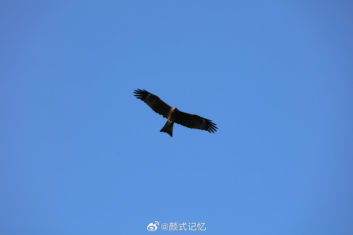 海鹰?)一一维港任飞翔.游香港,香港中环维港海傍赏景,观鸟拍摄.