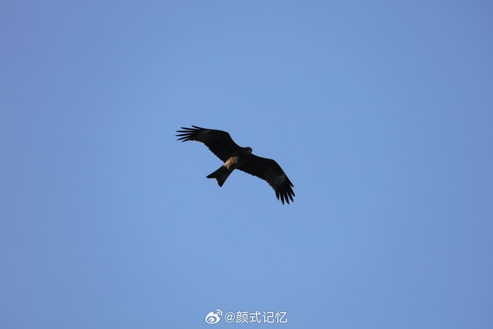 海鹰?)一一维港任飞翔.游香港,香港中环维港海傍赏景,观鸟拍摄.