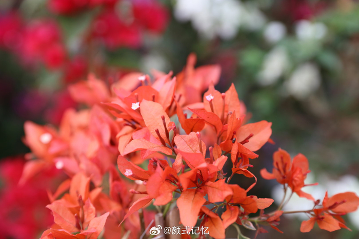 姹紫嫣红热情奔放绚丽缤纷一一多彩勒杜鹃花热烈奔放旅游遇花欣赏拍摄